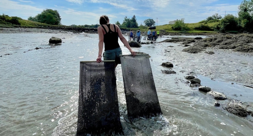A person walks through shallow water, pulling two oyster baskets behind them. 